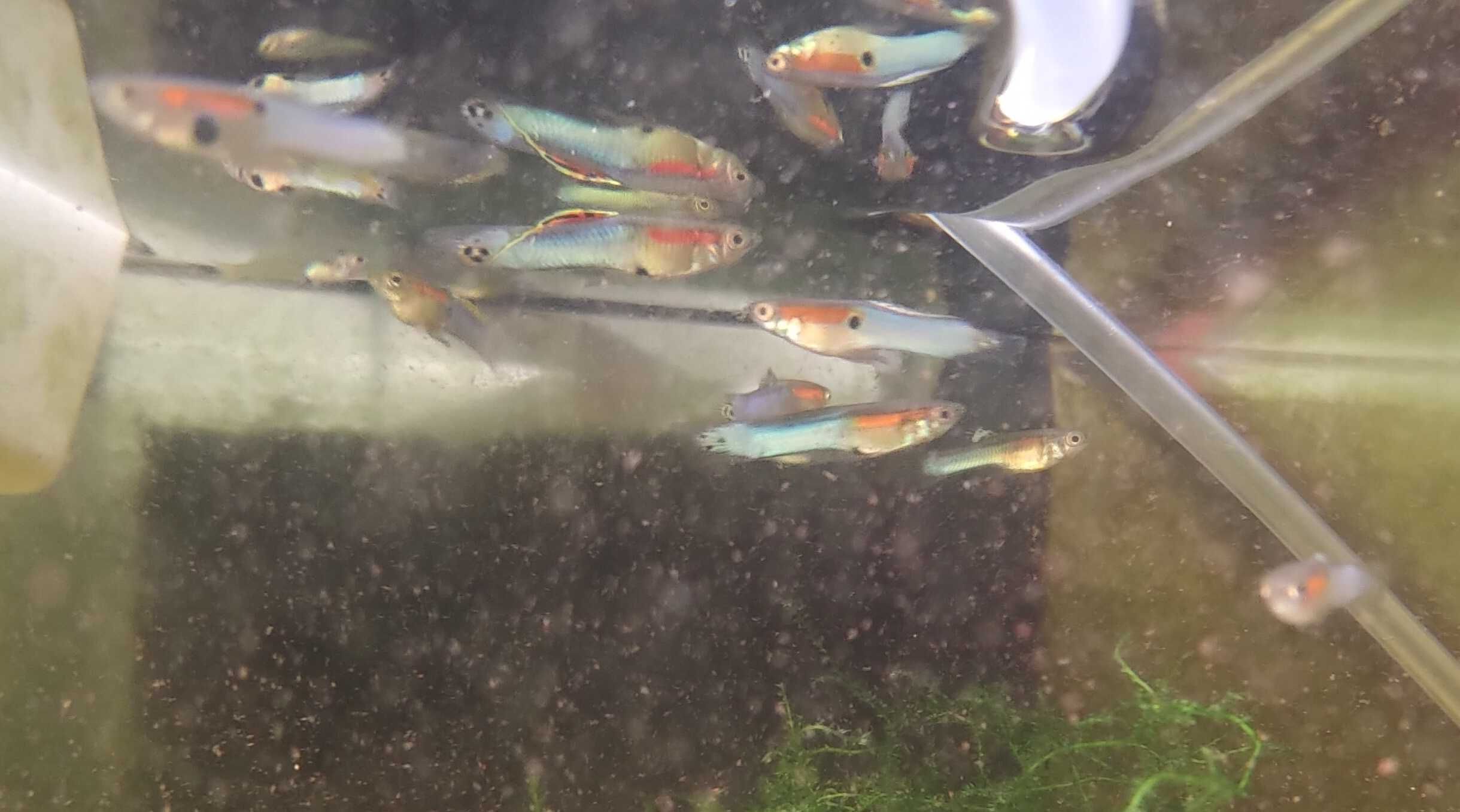 Endlers azuis japoneses