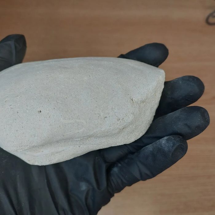 Скам'янілі молюски Panopea