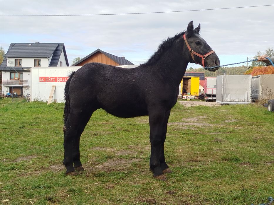 Ogierek Zimnokrwisty Siwy z karego! 6 miesięcy Księga główna!