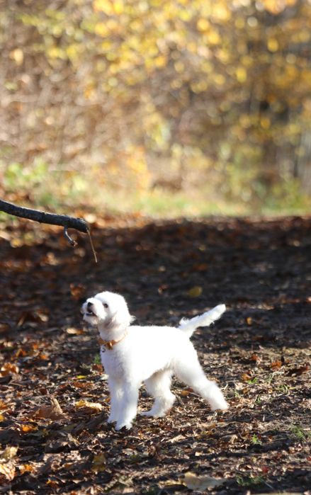 Maltipoo Biały Samiec chłopak Toy pudel
