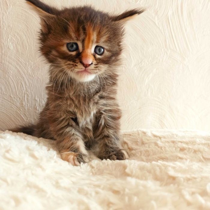 Kotka Maine Coon czarna szylkretka / FPL ZAREZERWOWANA