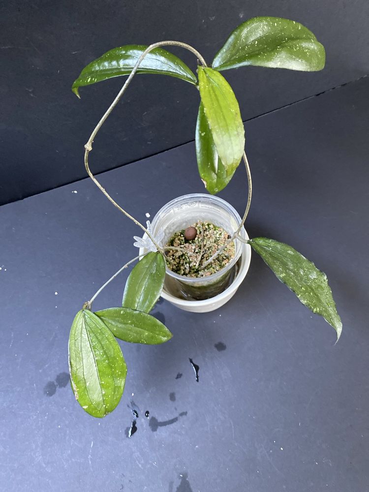 Hoja erythrina dark leaves cala rosnaca