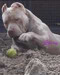 AMSTAFF Liliowy jedyny taki mocny przebadany