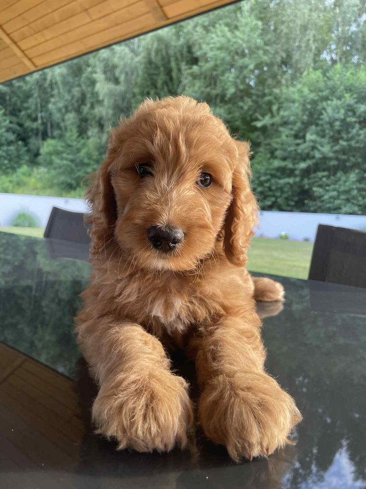Labradoodle F3b chłopczyk