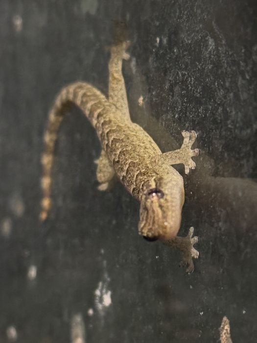 Gekon płaczący lepidodactyluc lugubris młode osobniki