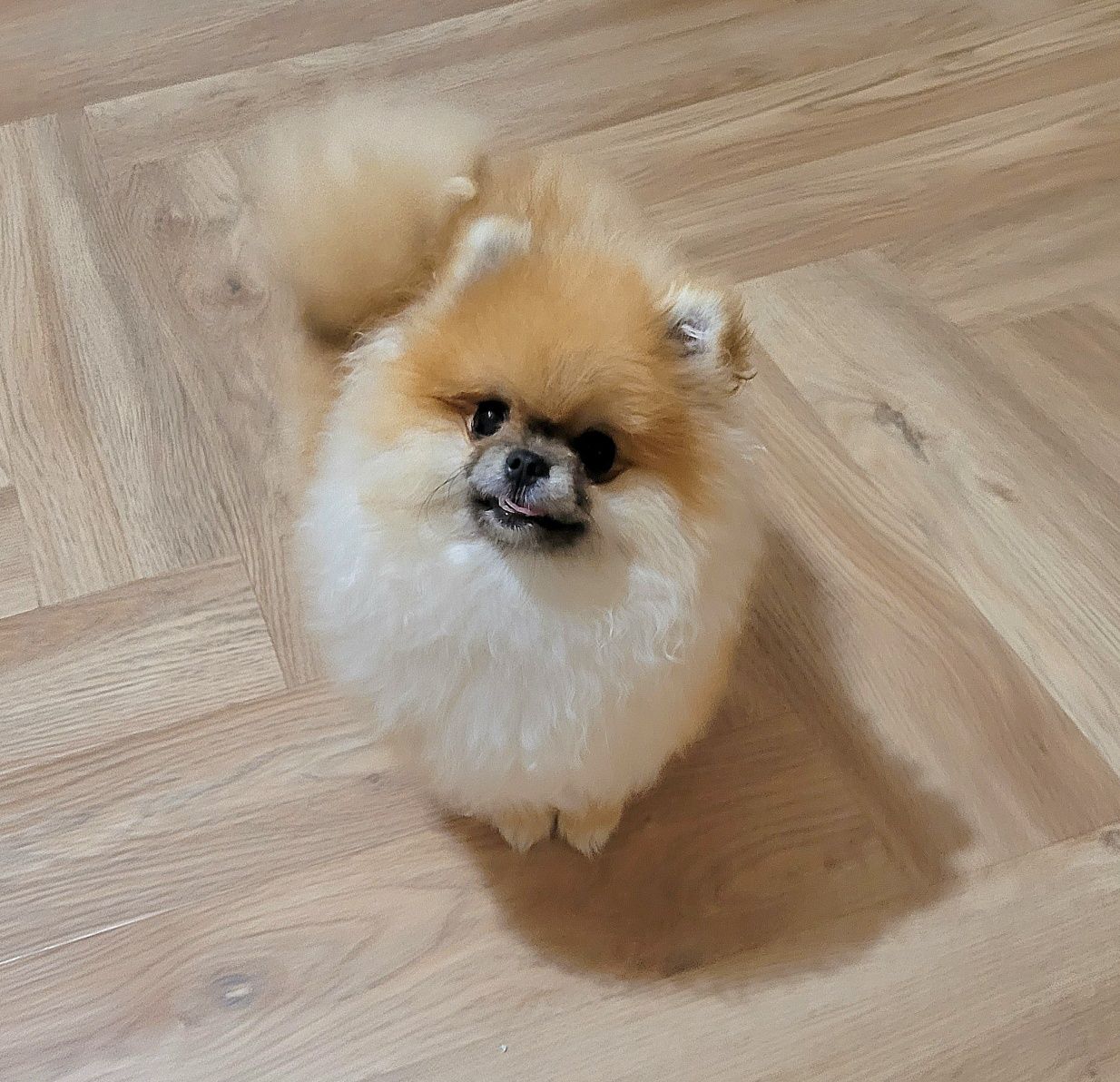 Pomeranian micro dziewczynka