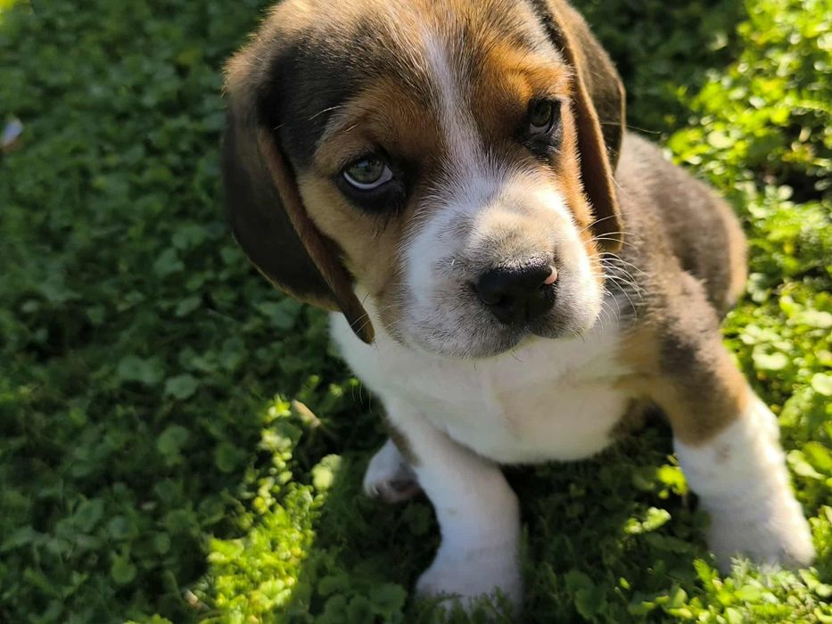 Przeuroczy szczeniaczek Beagle