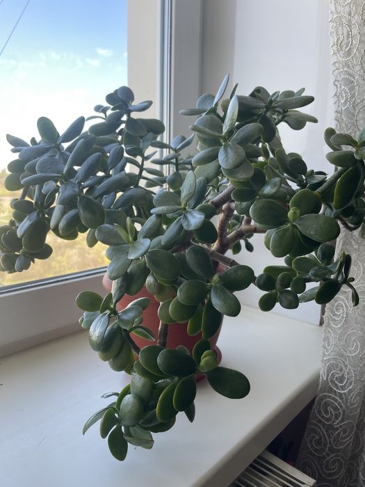 Грошове дерево (товстянка)