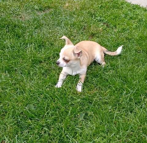 Chihuahua chłopiec