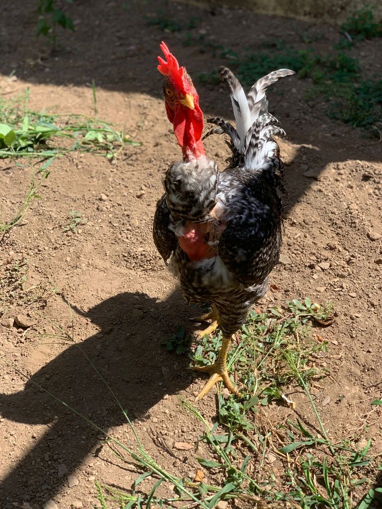 Galo predês pescoço careca