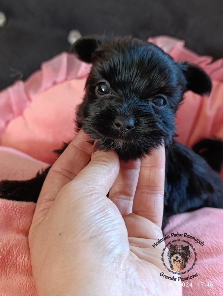 Yorkshire terrier,york Black xxs mini.