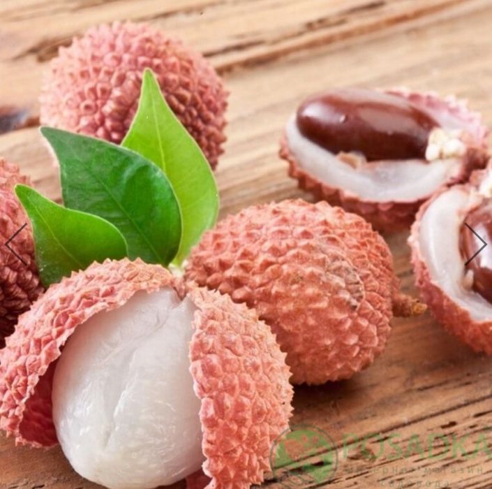 Личи саженцы плодоносящие