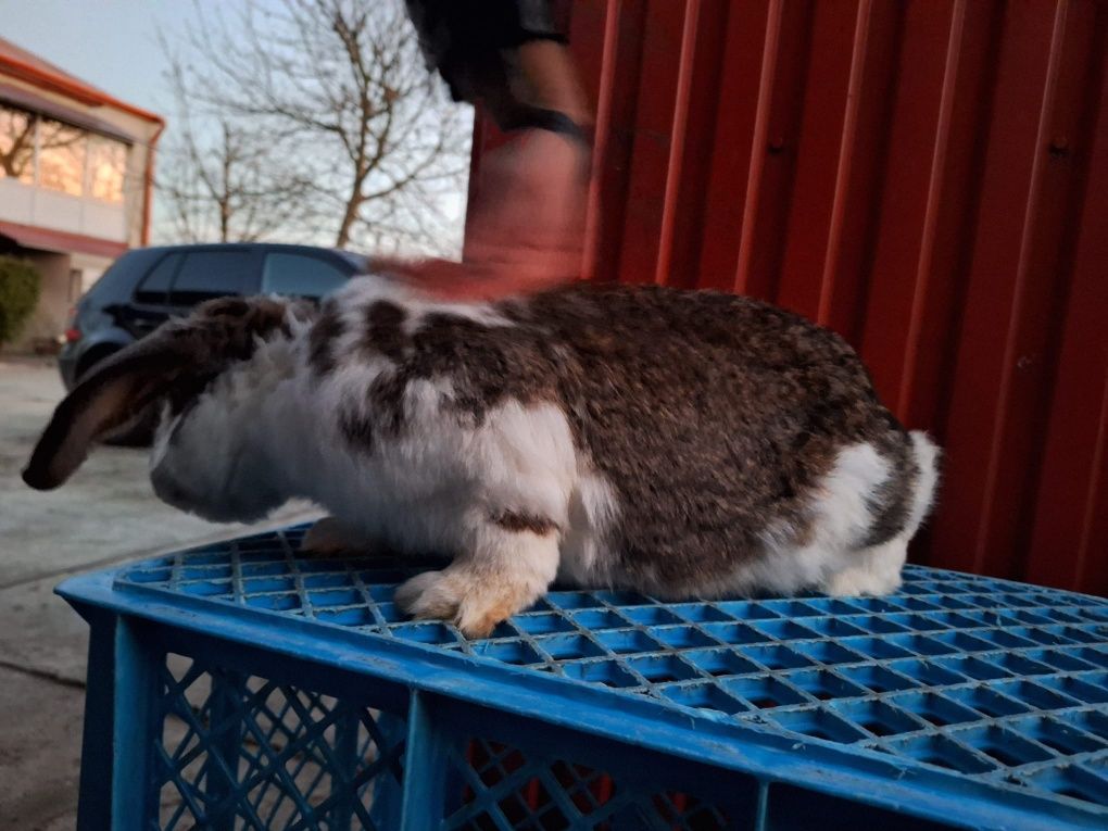 Króliki młode i dorosłe
