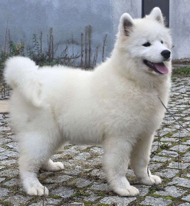 Samoyed suczka rodowod ZKwP