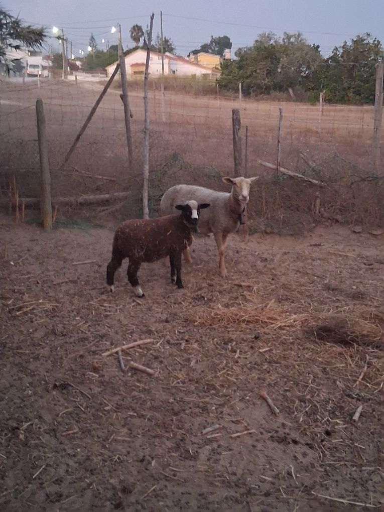 Vendo ovelha e duas borregas e um borrego