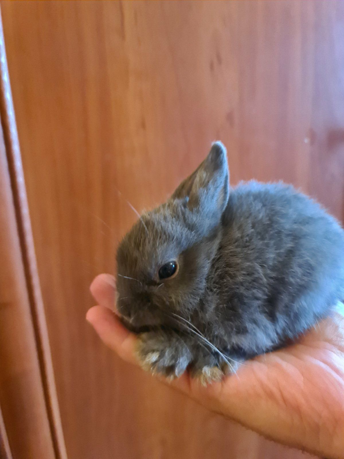 Карликовый нидерландский мини кролик