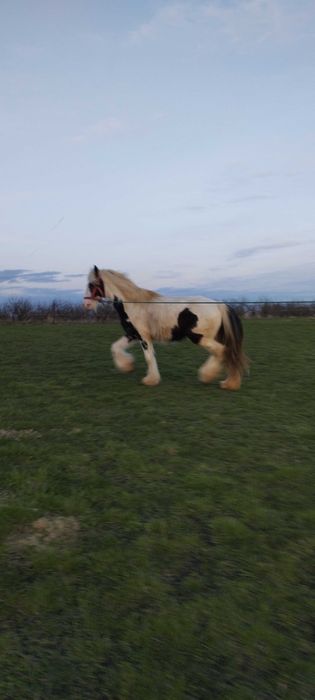 Tinker , Irish -Cob ,klacz.Możliwość transportu.