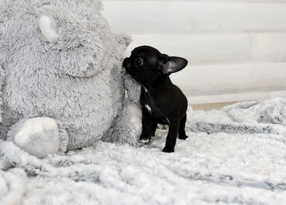 Микро девочка чихуахуа в типе кобби черного окраса!