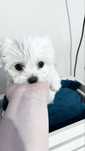 Maltanczyk,nie york,nie toy, nie pomeranian,nie chihuahua,miniaturka