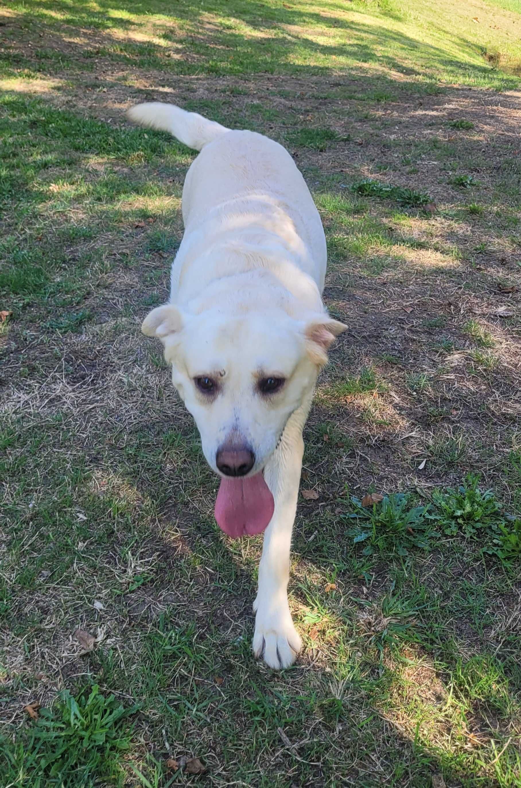 Para adoção responsável  Labrador puro