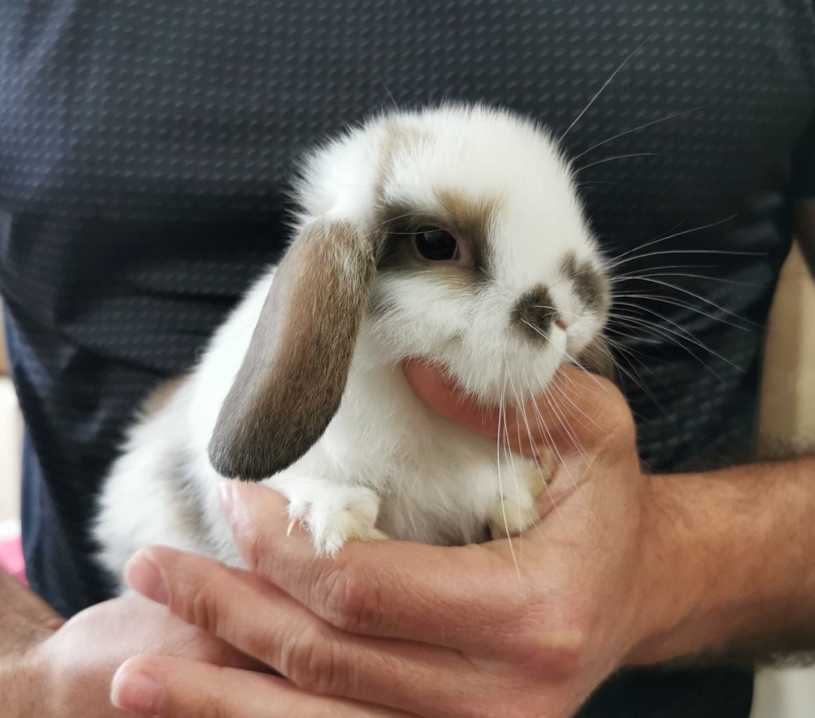 KIT Coelhos anões orelhudos, mini lop super inteligentes e dóceis