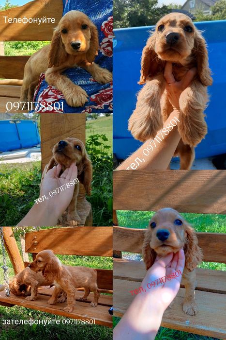 Чистокровні англійські кокер-мають вакцини