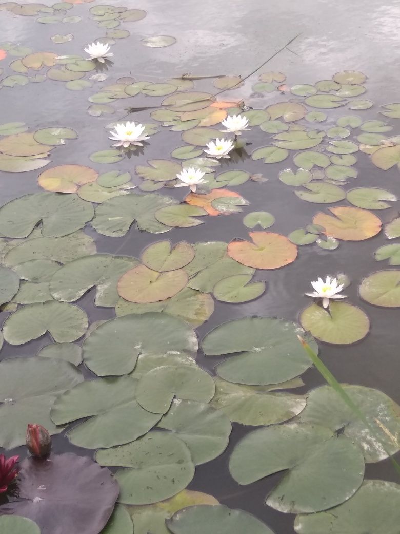 Водяні лілії з власної водойми