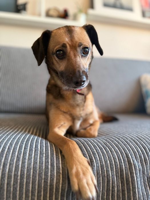 Cudowna Leti szuka domku