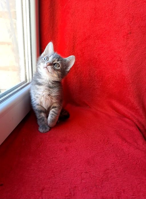 Класненький шотландский мальчик