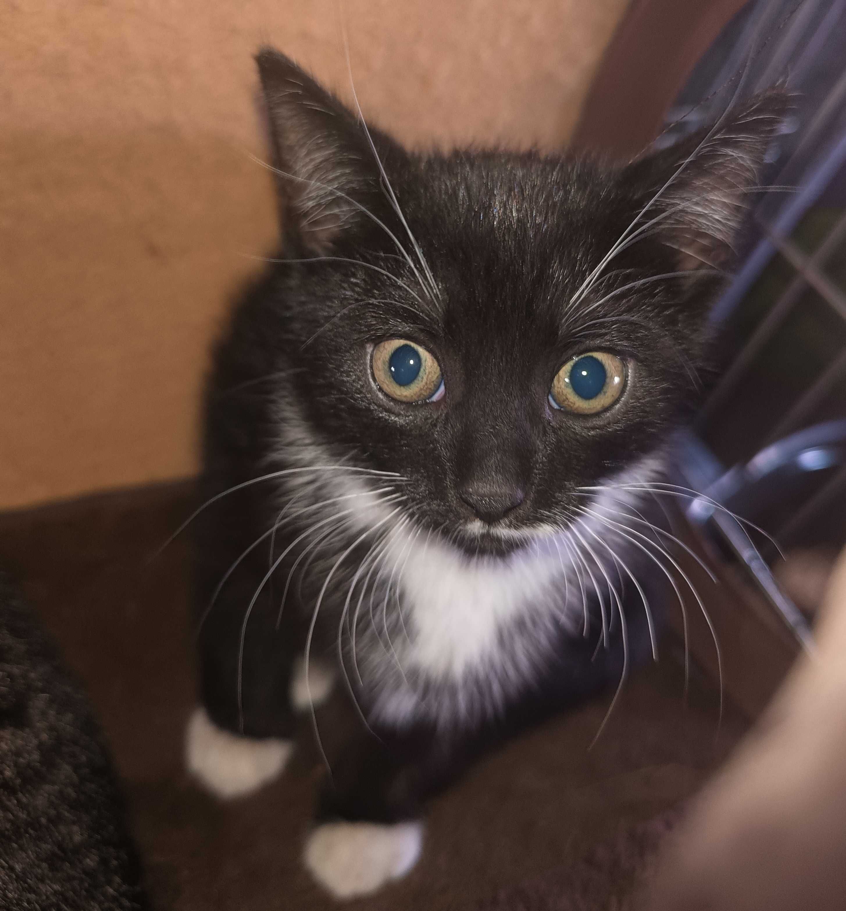 Kotki do adopcji