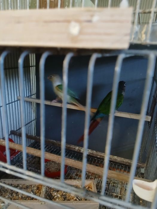 Vende-se 2 casais de pyrruas e várias gaiolas