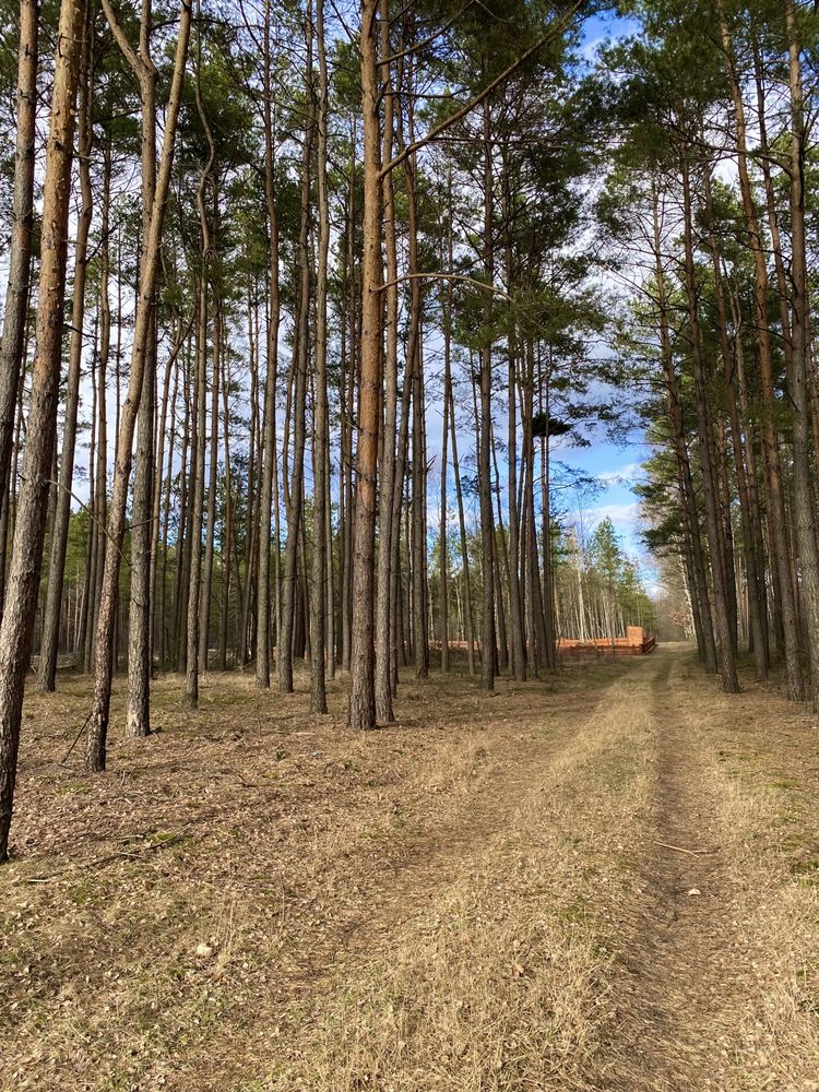 Zadrzewiona działka z warunkami zabudowy nad jeziorem Sarnowskim