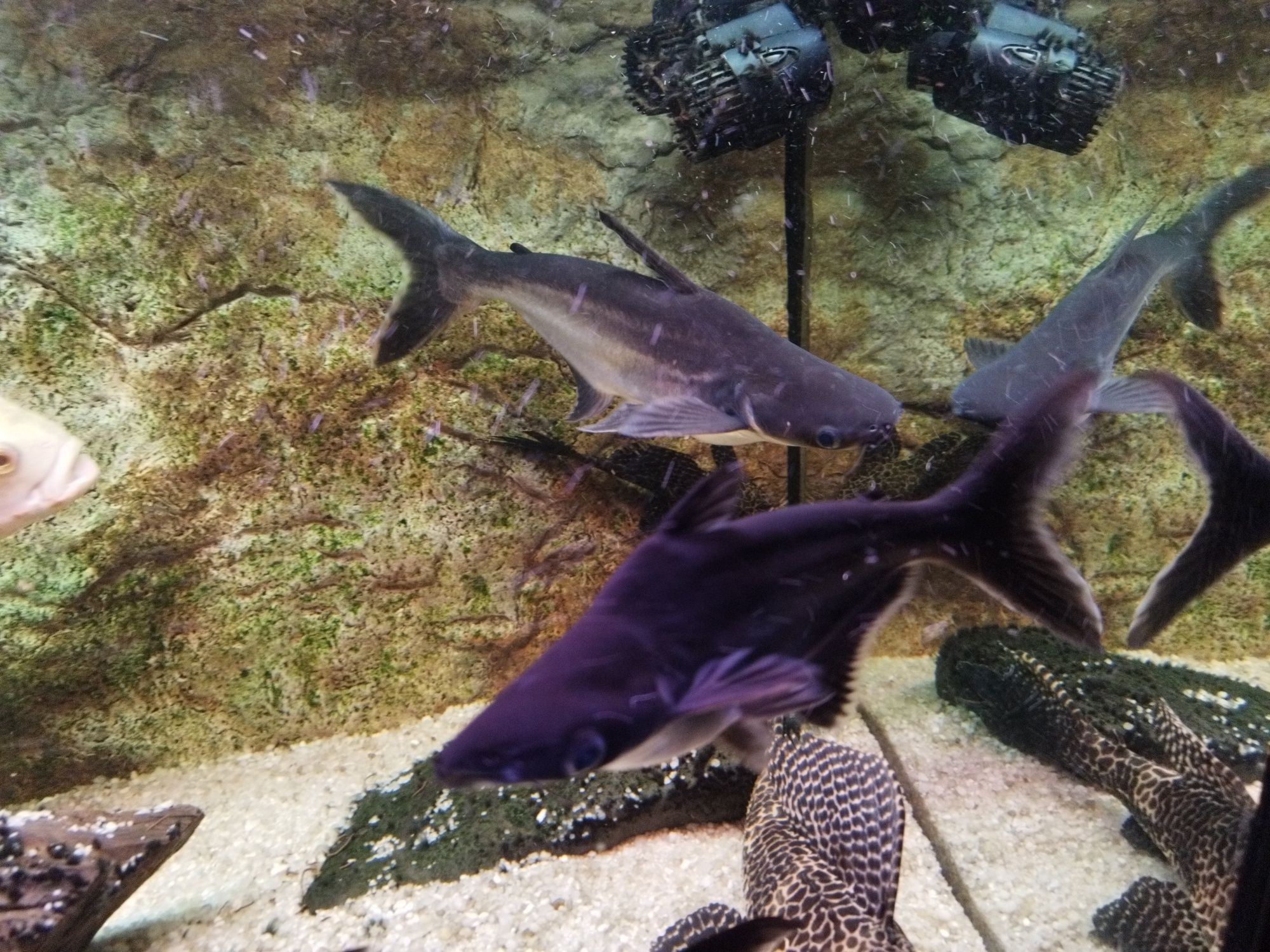 peixe tubarão grande azul