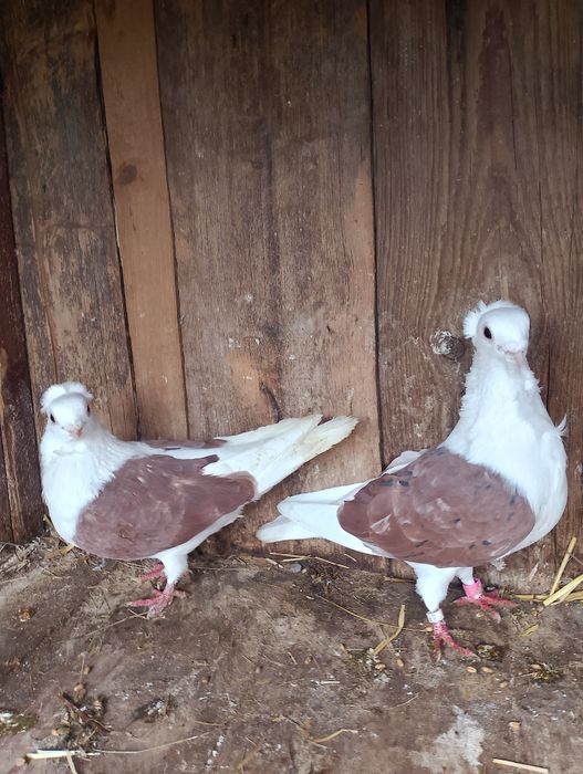 Sprzedam gołębie mewki