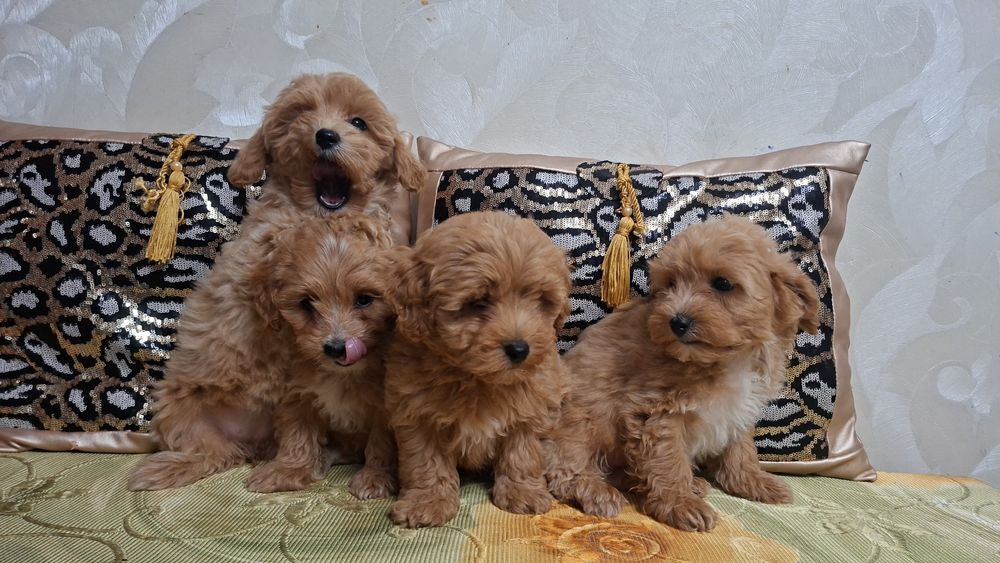 Шикарные мальтипу.Ф1 .