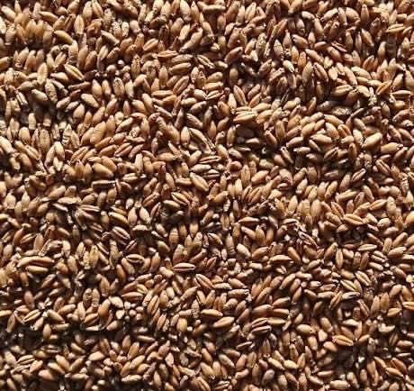 Pszenżyto sezon 2025