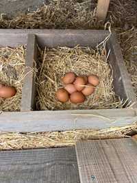 Яйца домашние куриные