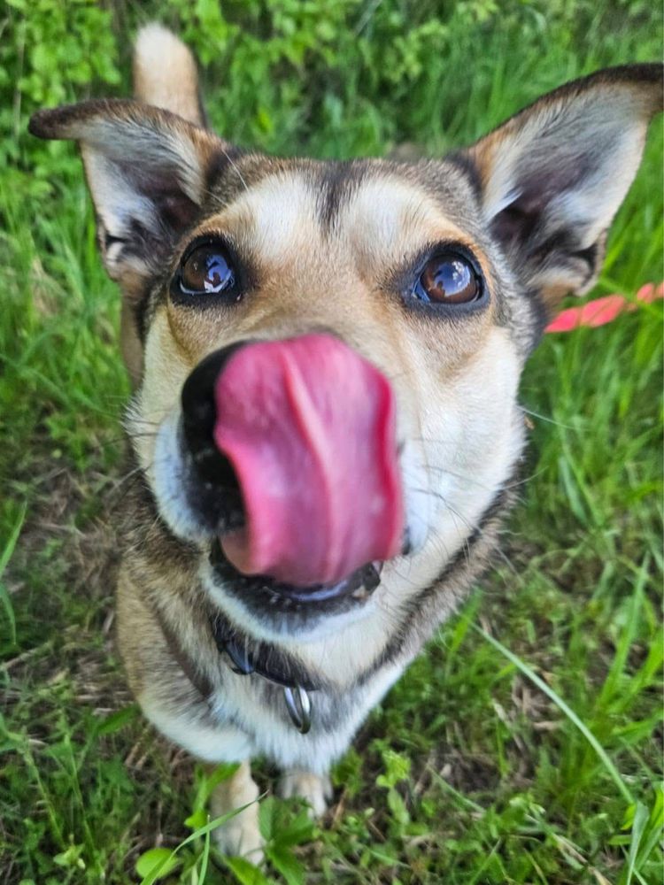 Melon – cichutki, kochany maluszek szuka spokojnego domu. Adopcja