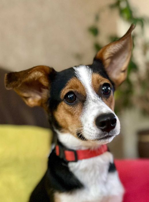 Łaciata Debra szuka domu!