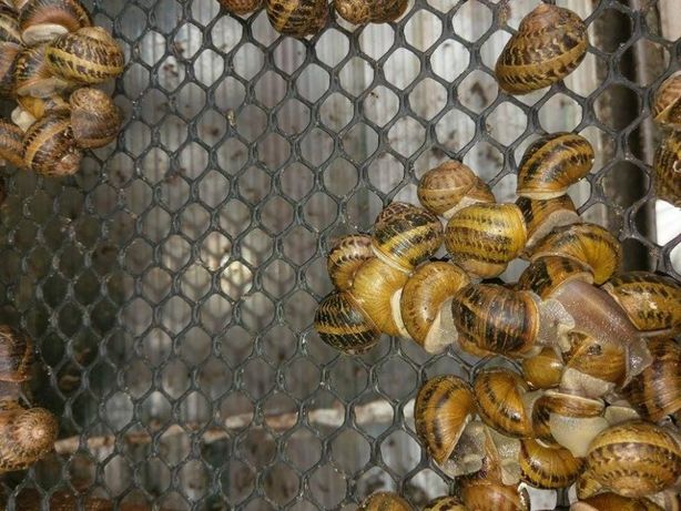 Siatka na stoły reprodukcyjne, suszniki, hodowla ślimaków SnailsPol