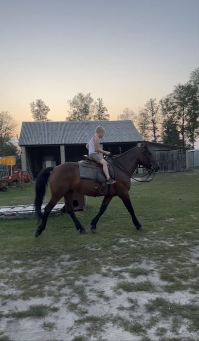 Dorita - piekna klacz w typie slazkim na sprzedaż