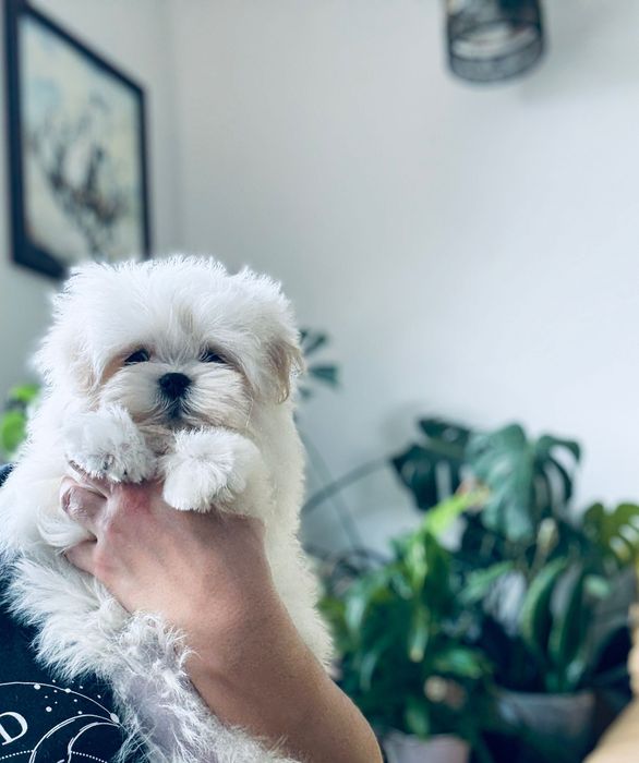 Przebadana Suczka Maltańczyk z rodowodem ZKwP i z paszportem