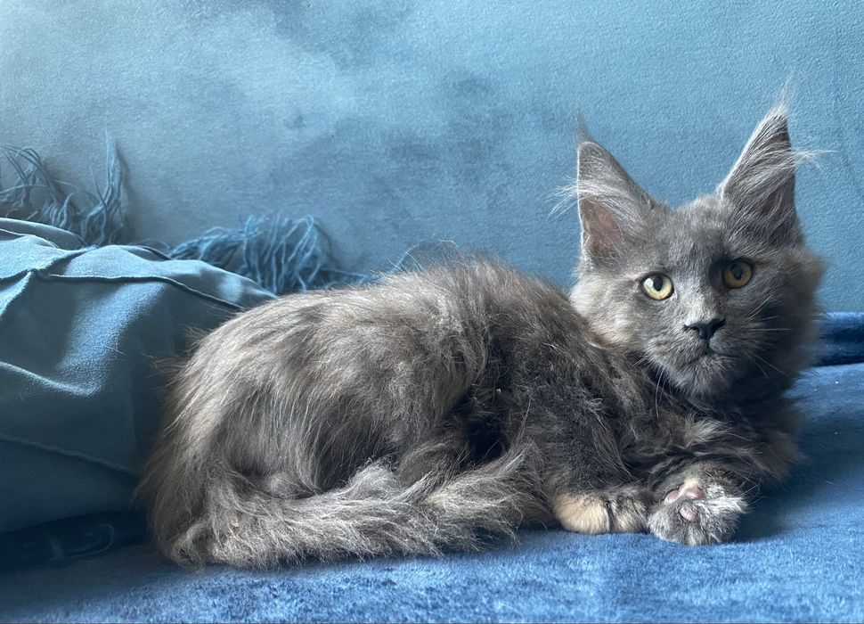 Blue cream kotka maine coon EXTASY Enklawa*PL