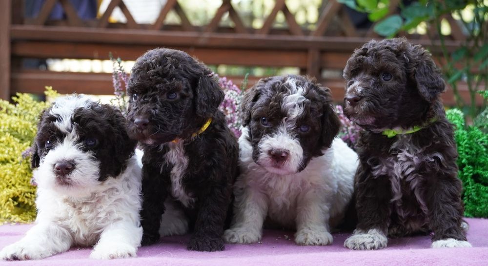 Lagotto Romagnolo brązowy piesek ZKwP/FCI
