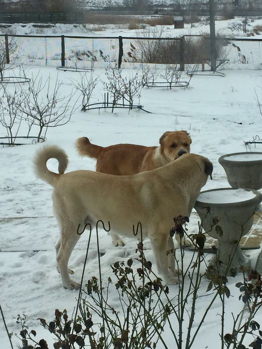 Кобель для вязки