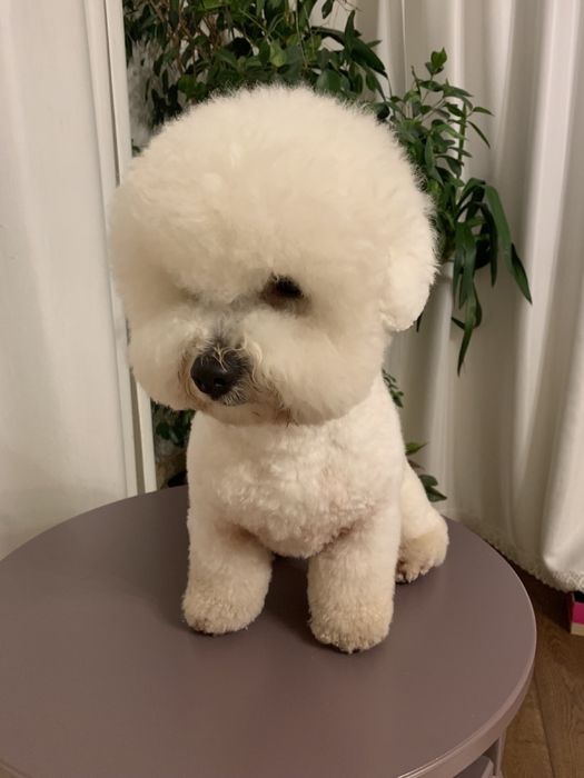 Бішон Фрізе В‘язка