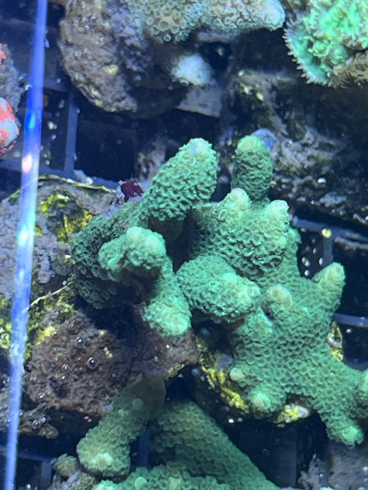 1 Montipota Green Zielona Patyk Koralowiec Morski Akwarium Morskie