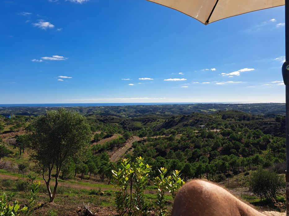 Venda terreno rustico 5,6 ha, com pinhal e árvores diversas