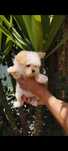 Maltipoo magnifico
