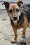 104814 Jasiu do adopcji